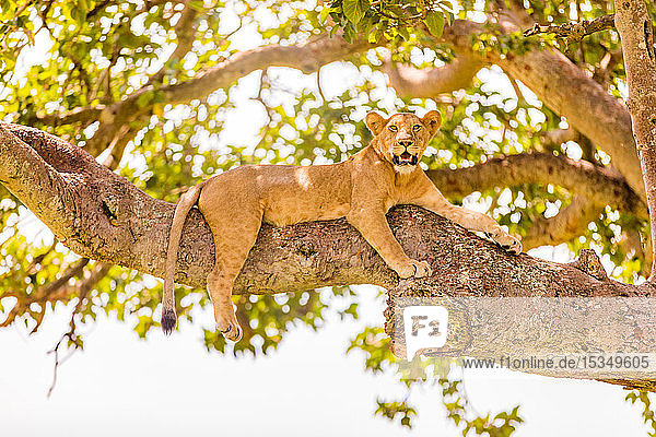 Hängende Löwen im Ishasha-Sektor  Queen Elizabeth National Park  Uganda  Ostafrika  Afrika