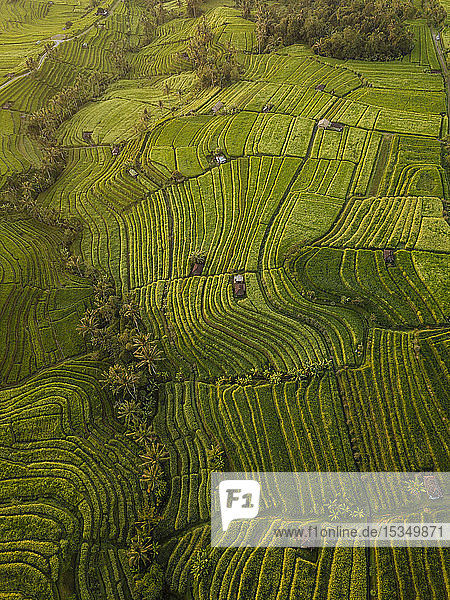 Luftaufnahme der Jatiluwih-Reisterrassen  Tabanan  Bali  Indonesien  Südostasien  Asien