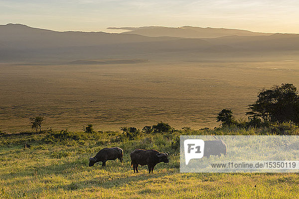 Kapbüffel (Syncerus caffer) beim Grasen im Ngorongoro-Krater  UNESCO-Weltkulturerbe  Tansania  Ostafrika  Afrika