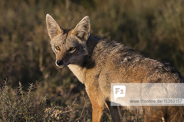 Golden jackal (Canis aureus)  Ndutu  Ngorongoro Conservation Area  UNESCO World Heritage Site  Tanzania  East Africa  Africa