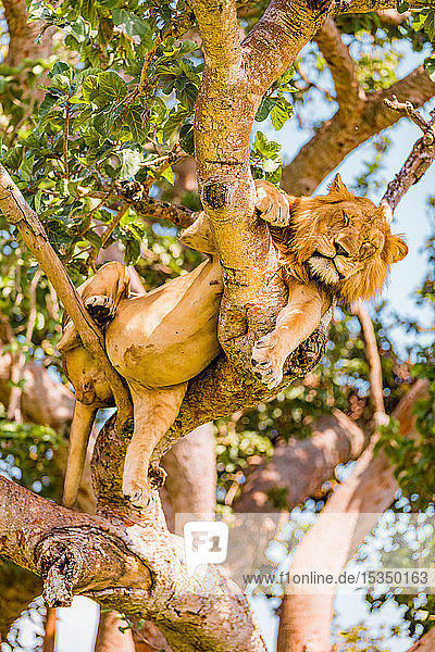 Hängende Löwen im Ishasha-Sektor  Queen Elizabeth National Park  Uganda  Ostafrika  Afrika