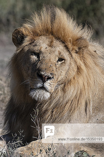 Male lion (Panthera leo)  Ndutu  Ngorongoro Conservation Area  UNESCO World Heritage Site  Tanzania  East Africa  Africa