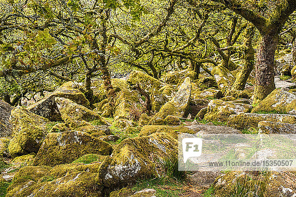 Traubeneichen und Moos in Wistman's Wood  Dartmoor  Devon  England  Vereinigtes Königreich  Europa