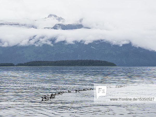 Ein Floß von Silbermöwen (Uria aalge) am Brutplatz auf South Marble Island  Glacier Bay National Park  Alaska  Vereinigte Staaten von Amerika  Nordamerika