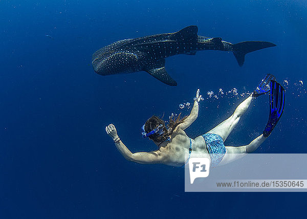 Snorkeller swimming with a juvenile whale shark (Rhincodon typus) in Honda Bay  Palawan  The Philippines  Southeast Asia  Asia