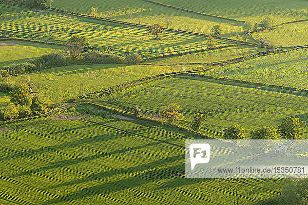 Patchwork-Felder im Brecon Beacons National Park  Powys  Wales  Vereinigtes Königreich  Europa