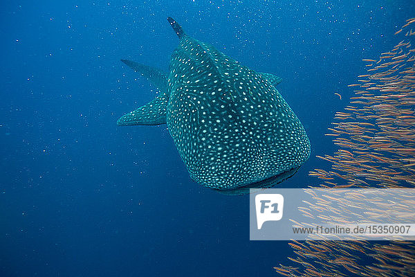 Whale shark (Rhincodon typus) with a shoal of red fish evading predation  Honda Bay  Palawan  The Philippines  Southeast Asia  Asia