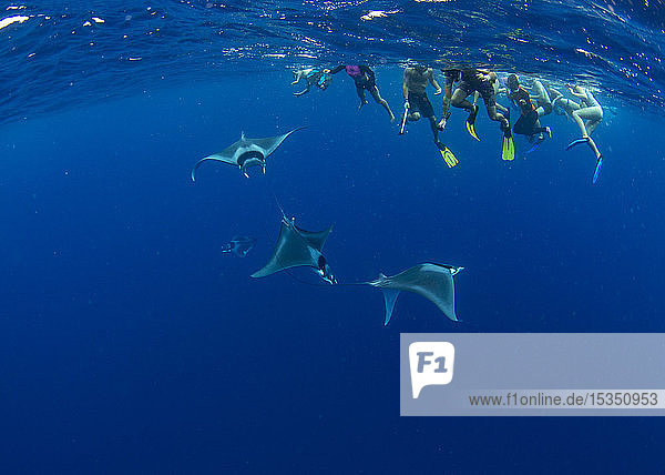 Snorkellers observing spinetail devil rays (Mobula mobular) engaged in sexual courtship in Honda Bay  Palawan  The Philippines  Southeast Asia  Asia