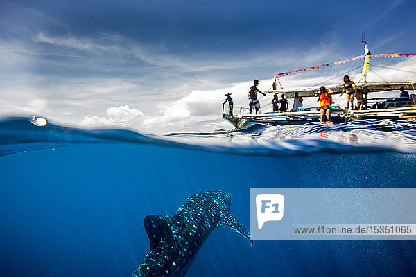 Whale shark (Rhincodon typus) beneath a banca tour boat in Honda Bay  Palawan  The Philippines  Southeast Asia  Asia