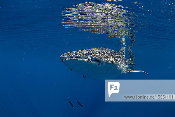 Whale shark (Rhincodon typus) swimming beneath the surface in Honda Bay  Palawan  The Philippines  Southeast Asia  Asia