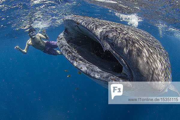 Snorkeller with a juvenile whale shark (Rhincodon typus) feeding on the suface in Honda Bay  Palawan  The Philippines  Southeast Asia  Asia