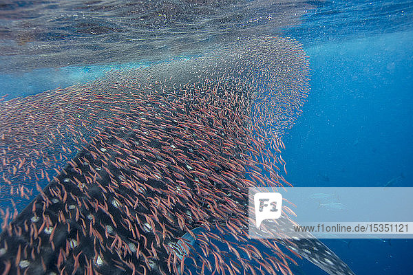 Whale shark (Rhincodon typus) vertical suction feeding on a shoal of red fish  Honda Bay  Palawan  The Philippines  Southeast Asia  Asia