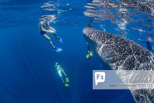 Tourists snorkelling with a whale shark (Rhincodon typu ) in Honda Bay  Puerto Princesa  Palawan  The Philippines  Southeast Asia  Asia