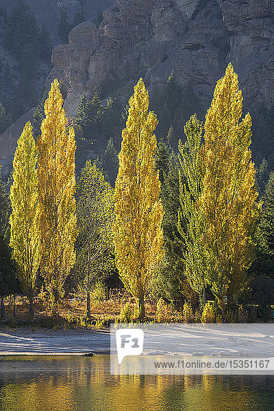 Eine Reihe von Pappelbäumen in herbstlichen Farben  San Carlos de Bariloche  Patagonien  Argentinien  Südamerika