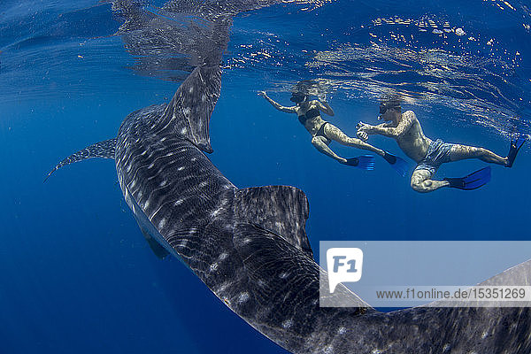 Two tourists snorkelling with a whale shark (Rhincodon typus)  in Honda Bay  Palawan  The Philippines  Southeast Asia  Asia
