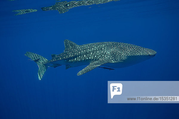 Whale shark (Rhincodon typus)  Honda Bay  Palawan  The Philippines  Southeast Asia  Asia