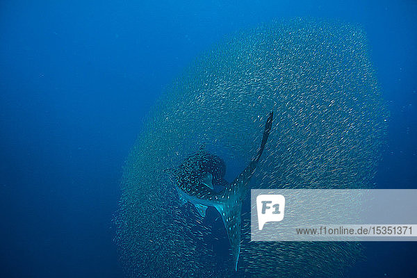 Whale shark (Rhincodon typus) surrounded by a shoal of fish evading predation  Honda Bay  Palawan  The Philippines  Southeast Asia  Asia