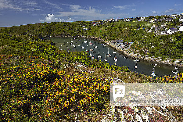Die Bucht und der Hafen von Solva  Pembrokeshire  Wales  Vereinigtes Königreich  Europa