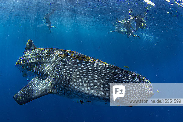 Tourists snorkelling with a whale shark (Rhincodon typus) in Honda Bay  Palawan  The Philippines  Southeast Asia  Asia
