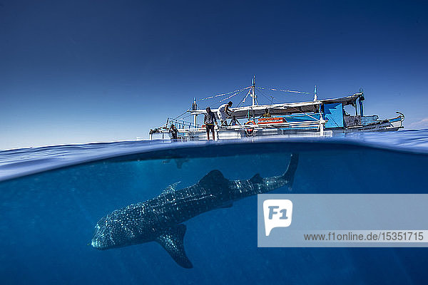 Whale shark (Rhincodon typus) below a banca boat in Honda Bay  Palawan  The Philippines  Southeast Asia  Asia