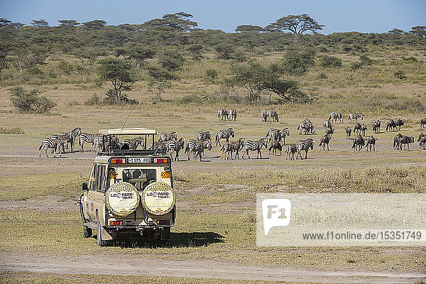 Plains zebras (Equus quagga)  Ndutu  Serengeti  UNESCO World Heritage Site  Tanzania  East Africa  Africa
