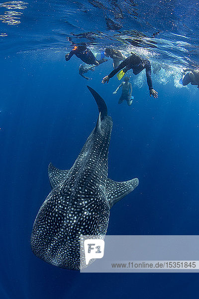 Tourists snorkelling with a whale shark (Rhincodon typus) in Honda Bay  Palawan  The Philippines  Southeast Asia  Asia