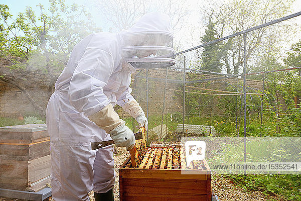 Männlicher Imker entfernt Wabenrahmen aus Bienenstock in ummauertem Garten
