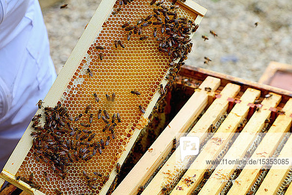 Männlicher Imker beim Entfernen des Wabenrahmens aus dem Bienenstock in einem ummauerten Garten  Nahaufnahme