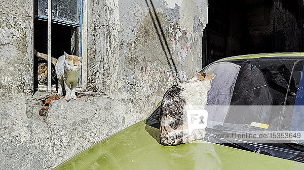 Katze schaut auf Windschutzscheibe  andere Katzen am Fenster des Hauses  Istanbul  Türkei