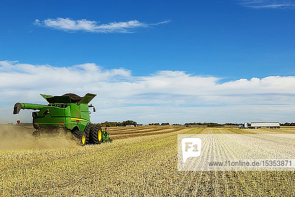 A combine is at work in the field while a grain truck waits for its next load during a canola harvest; Legal  Alberta  Canada