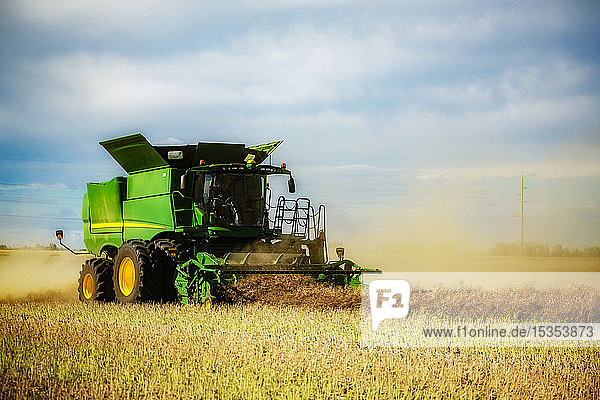 A farmer harvesting canola with a combine on a swathed field; Legal, Alberta, Canada