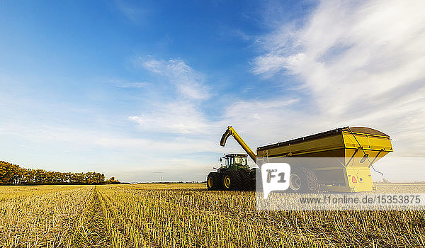 A tractor with a grain cart waiting for the next load from a canola harvest; Legal  Alberta  Canada