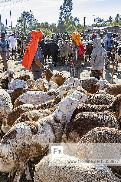 Schafe (Ovis aries) auf dem Viehmarkt; Bahir Dar  Amhara Region  Äthiopien