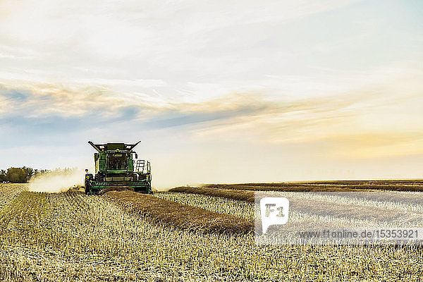 Harvesting a canola crop with a combine on a swathed crop at sunset; Legal  Alberta  Canada