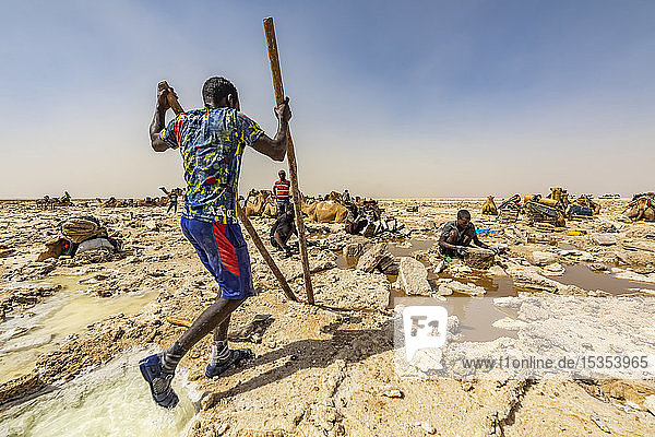Afar-Salzbergmann  der mit Stangen Salzstücke in den Salinen des Karum-Sees (Assale-See)  Danakil-Senke  Afar-Region  Äthiopien  hebt