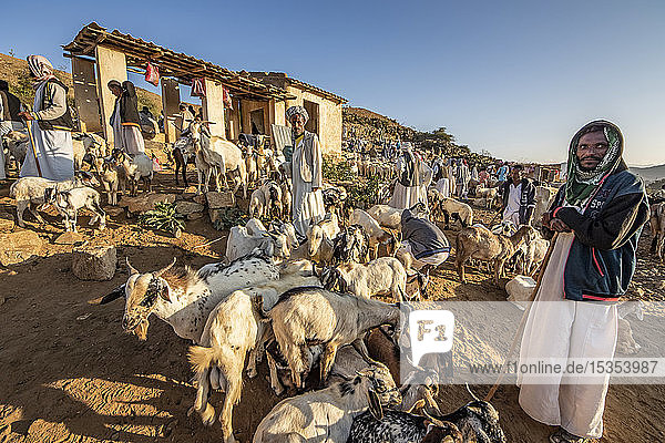 Ziegenhirten mit ihren Ziegen auf dem montäglichen Viehmarkt; Keren  Region Anseba  Eritrea
