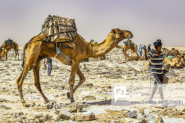 Afar-Salzbergmann mit einem Kamel  das mit Salzblöcken beladen ist  in den Salinen des Karum-Sees (Assale-See)  Danakil-Senke; Afar-Region  Äthiopien