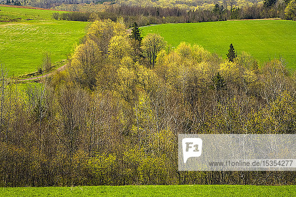 Spring Trees And Fields At Leamington Nova Scotia