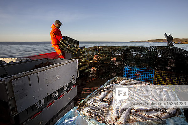Lobster fisherman with herring bait. Digby Neck Bay of Fundy; Nova Scotia Canada