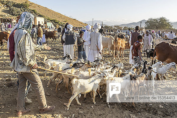 Goat herders with their goats at the Monday livestock market; Keren  Anseba Region  Eritrea