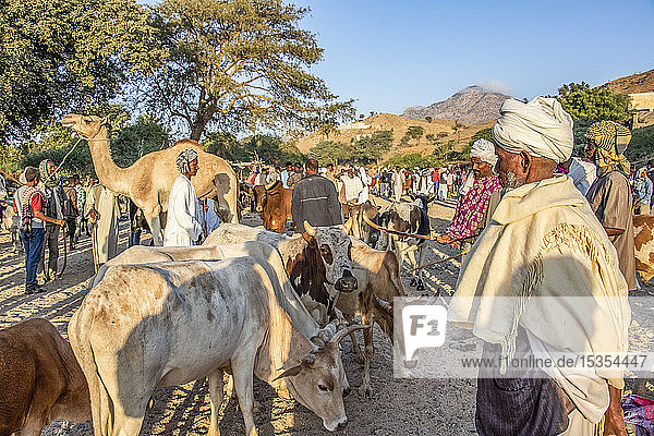 Eritrean cattle herder at the Monday livestock market; Keren  Anseba Region  Eritrea
