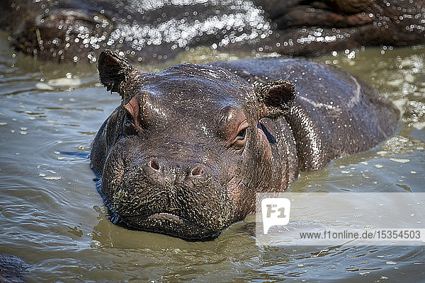 Flusspferdkalb (Hippopotamus amphibius) vor der Kamera im Wasserloch  Serengeti-Nationalpark; Tansania