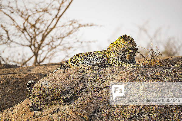 Leopard (Panthera pardus) liegt auf einem Felsen und schaut nach rechts  Nordindien; Rajasthan  Indien