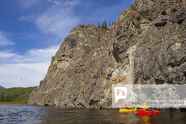 Zwei Frauen  die mit dem Packrafting den Charley River hinunterfahren  beobachten und fotografieren die Klippenschwalben beim Flug im Sommer  Yukonâ€ Charley Rivers National Preserve; Alaska  Vereinigte Staaten von Amerika