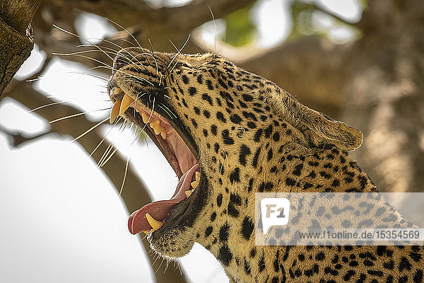 Nahaufnahme eines Leoparden (Panthera pardus) beim Gähnen mit gelben Zähnen  Serengeti National Park; Tansania