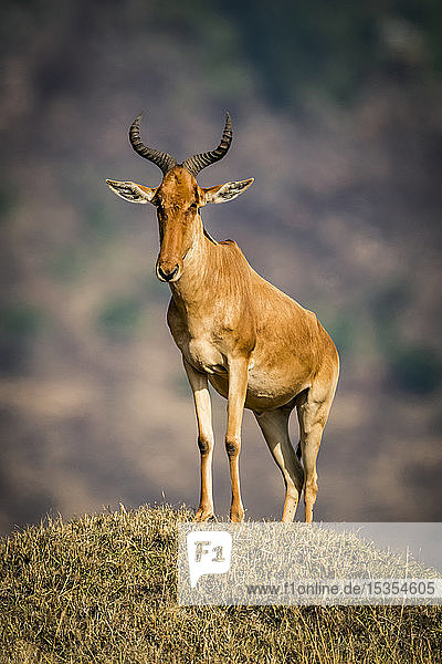 Kuhantilope (Alcelaphus buselaphus cokii) steht auf einem Hügel und schaut in die Kamera  Serengeti; Tansania