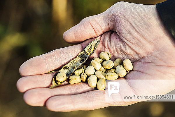 Ein Landwirt hält eine reife Fava-Bohnen-Schote und Fava-Bohnen in der Hand vor der Ernte; Namao  Alberta  Kanada