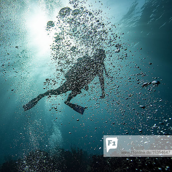 Scuba diver obscured by bubbles underwater at the dive site Blue Channel Roatan Marine Park; Bay Islands Department Honduras