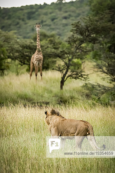 Männlicher Löwe (Panthera leo) pirscht sich an die Massai-Giraffe (Giraffa camelopardalis tippelskirchii) in der Savanne  Serengeti; Tansania