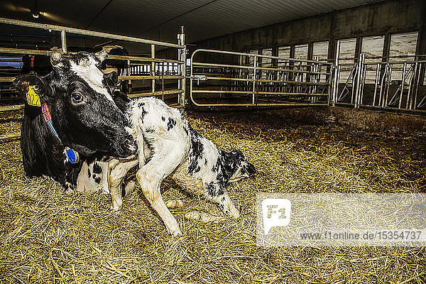 Holstein-Kuh mit ihrem neugeborenen Kalb in einem Stall auf einem Roboter-Milchviehbetrieb  nördlich von Edmonton; Alberta  Kanada